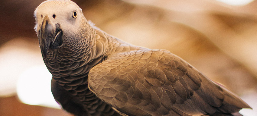 vitaminas para loros yacos - Cómo mejorar el plumaje de los loros yacos con vitaminas