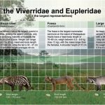 Características, especies y distribución de los vivérridos