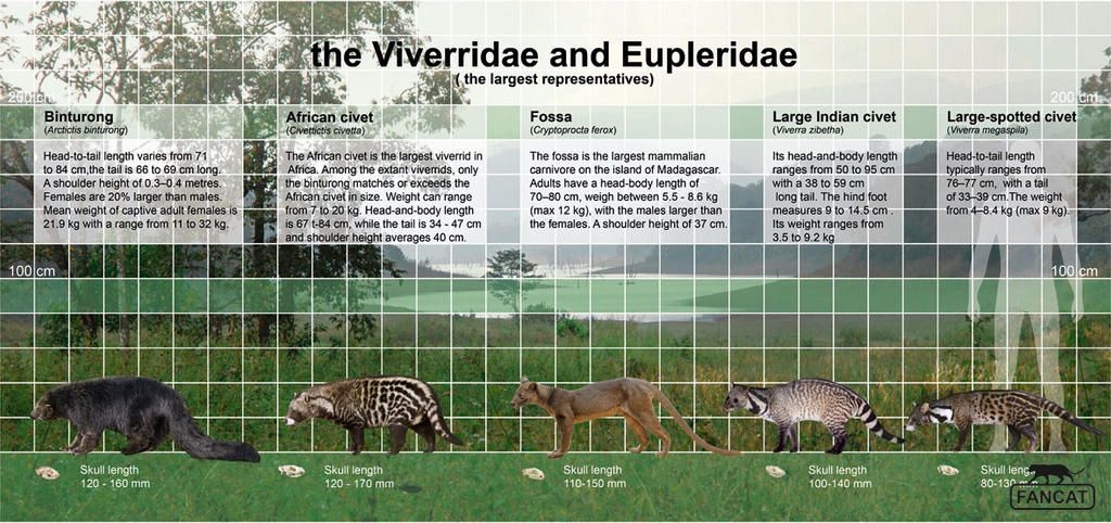 viverridae - Características, especies y distribución de los vivérridos