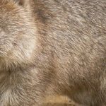 Características del Wombat: Tamaño, hábitat y curiosidades