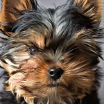 Cómo identificar un Yorkshire Terrier de pura raza