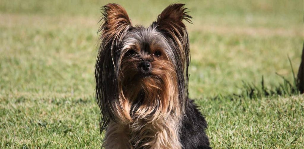 yorkshire orejas caidas - Cómo levantar las orejas caídas de un Yorkshire Terrier