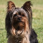 Cómo levantar las orejas caídas de un Yorkshire Terrier