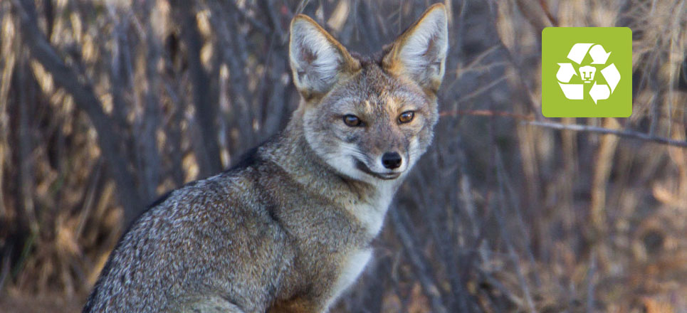 zorro gris espana - Cuál es el hábitat y la alimentación del zorro gris en España